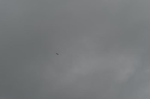 DSC 0009