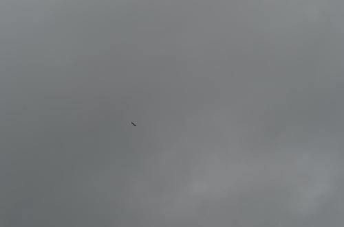 DSC 0010