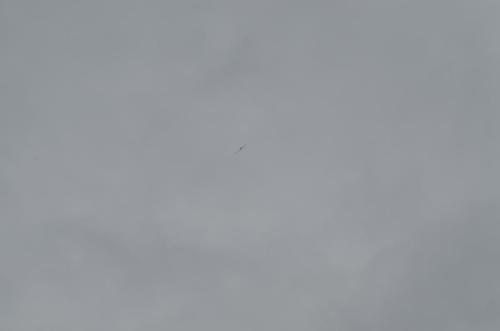 DSC 0981